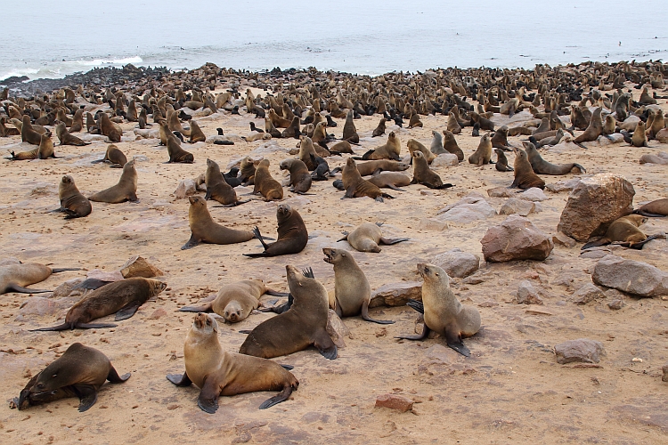 J17_0465 Cape Cross colony.jpg